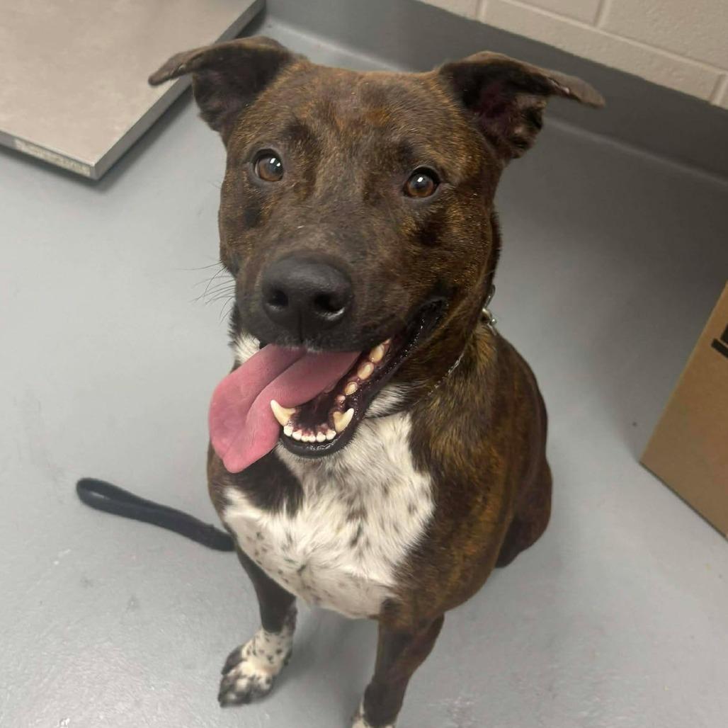 Enlarge Romeo, a Adoptable mixed breed in Rocky Mount, VA image 1/1