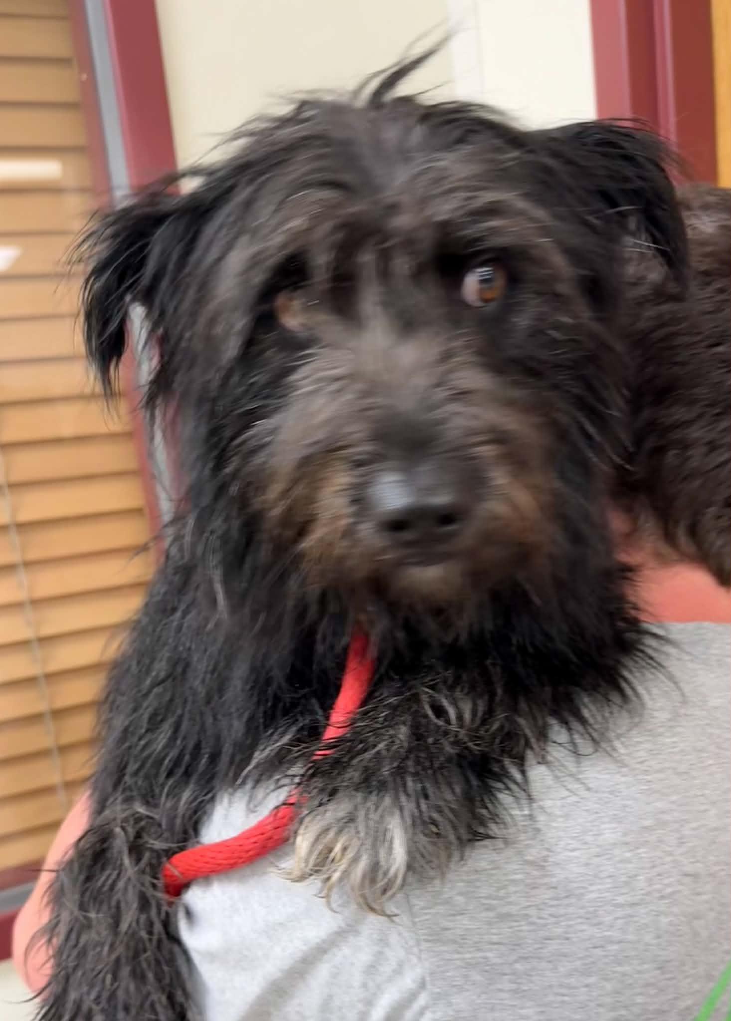 Enlarge Mitzi, an adopted mixed breed in Springfield, IL image 2/4