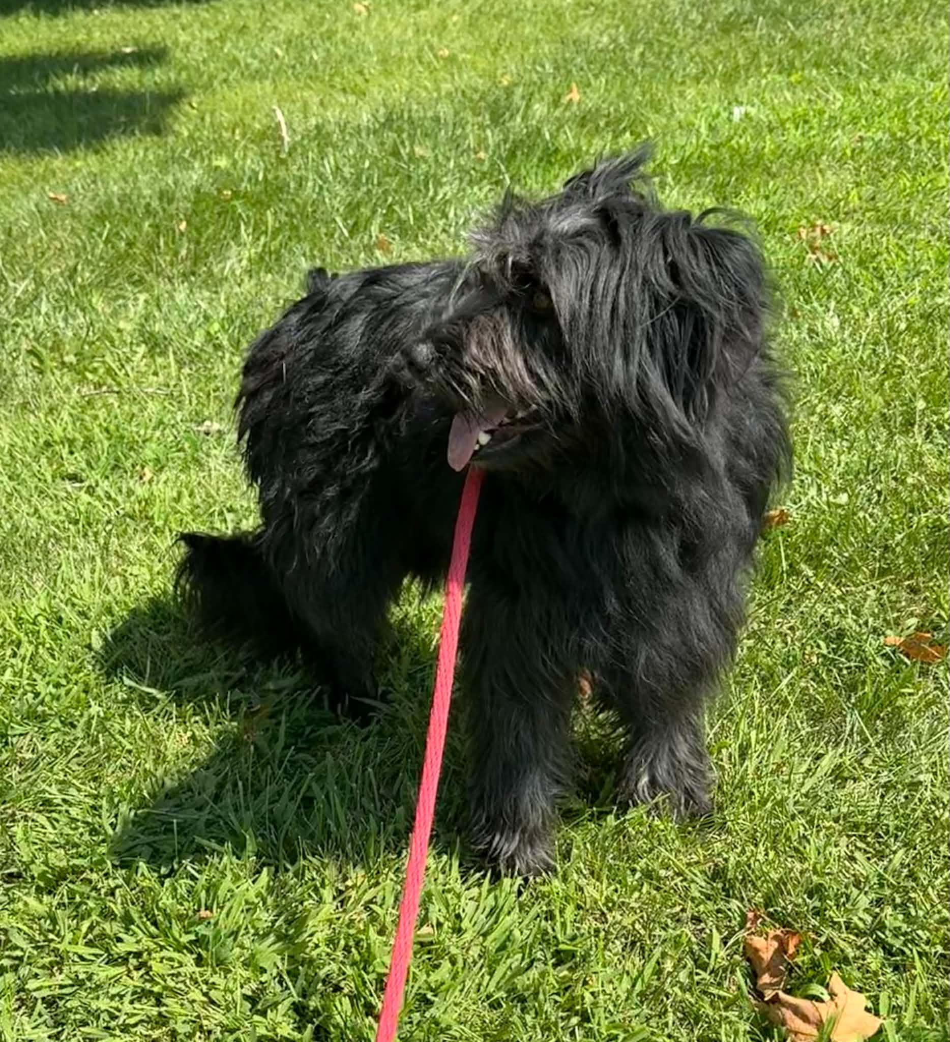 Enlarge Mitzi, an adopted mixed breed in Springfield, IL image 4/4