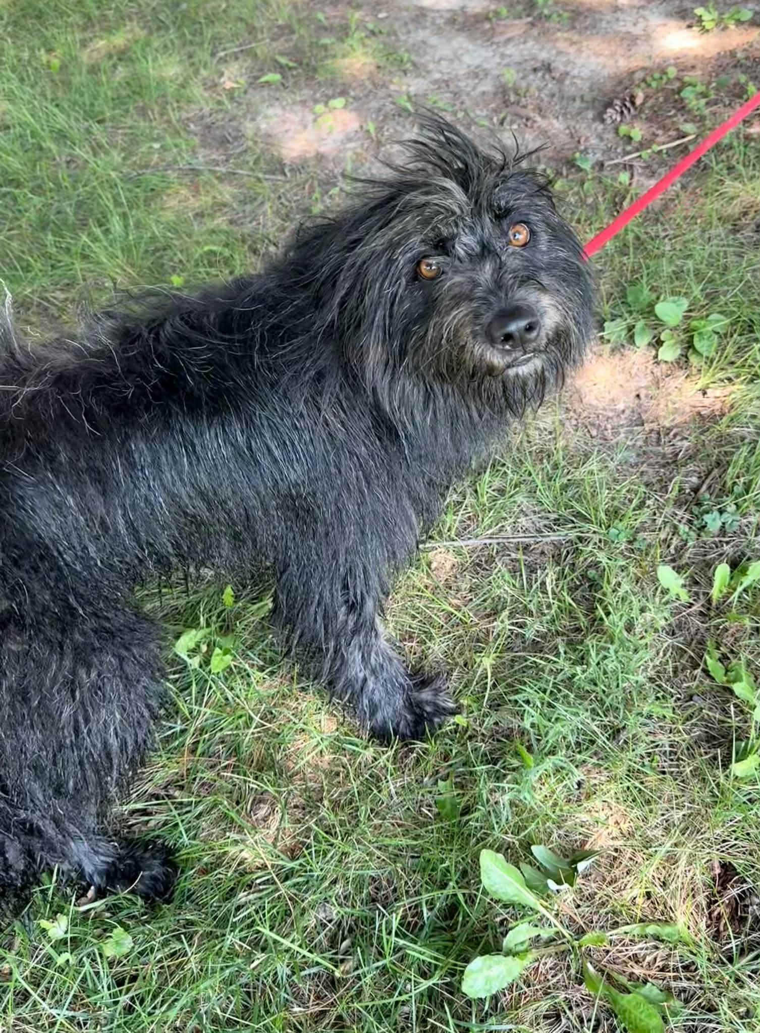Enlarge Mitzi, an adopted mixed breed in Springfield, IL image 3/4