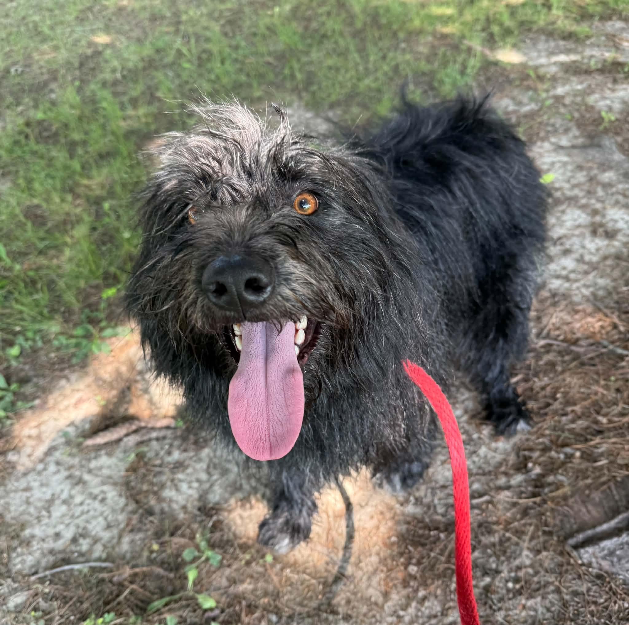 Enlarge Mitzi, an adopted mixed breed in Springfield, IL image 1/4