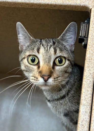 Phoebe, a Adoptable mixed breed in Washington, DC image 1/2