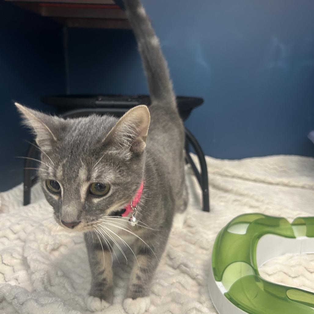 Seattle, Adoptable, Young Female American Shorthair.