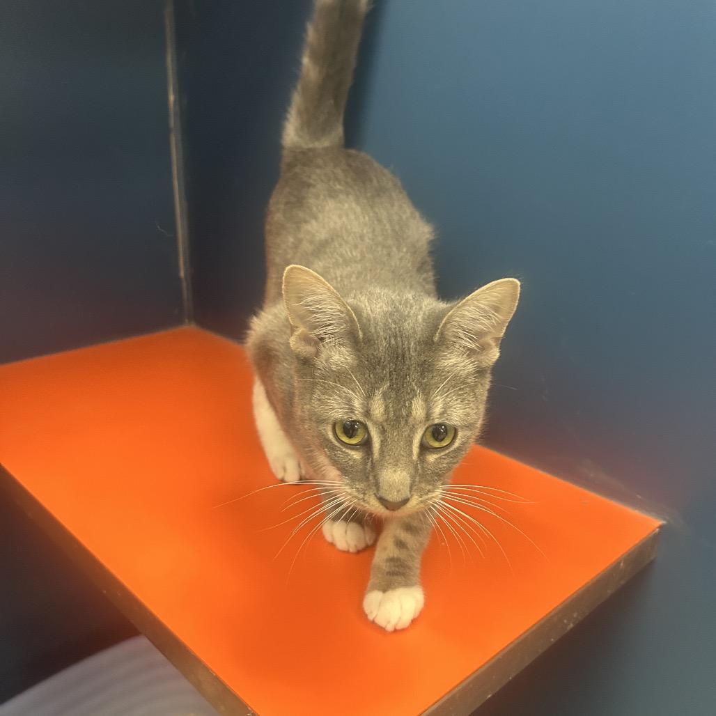 Enlarge Seattle, a Adoptable American Shorthair in Tulsa, OK image 2/2