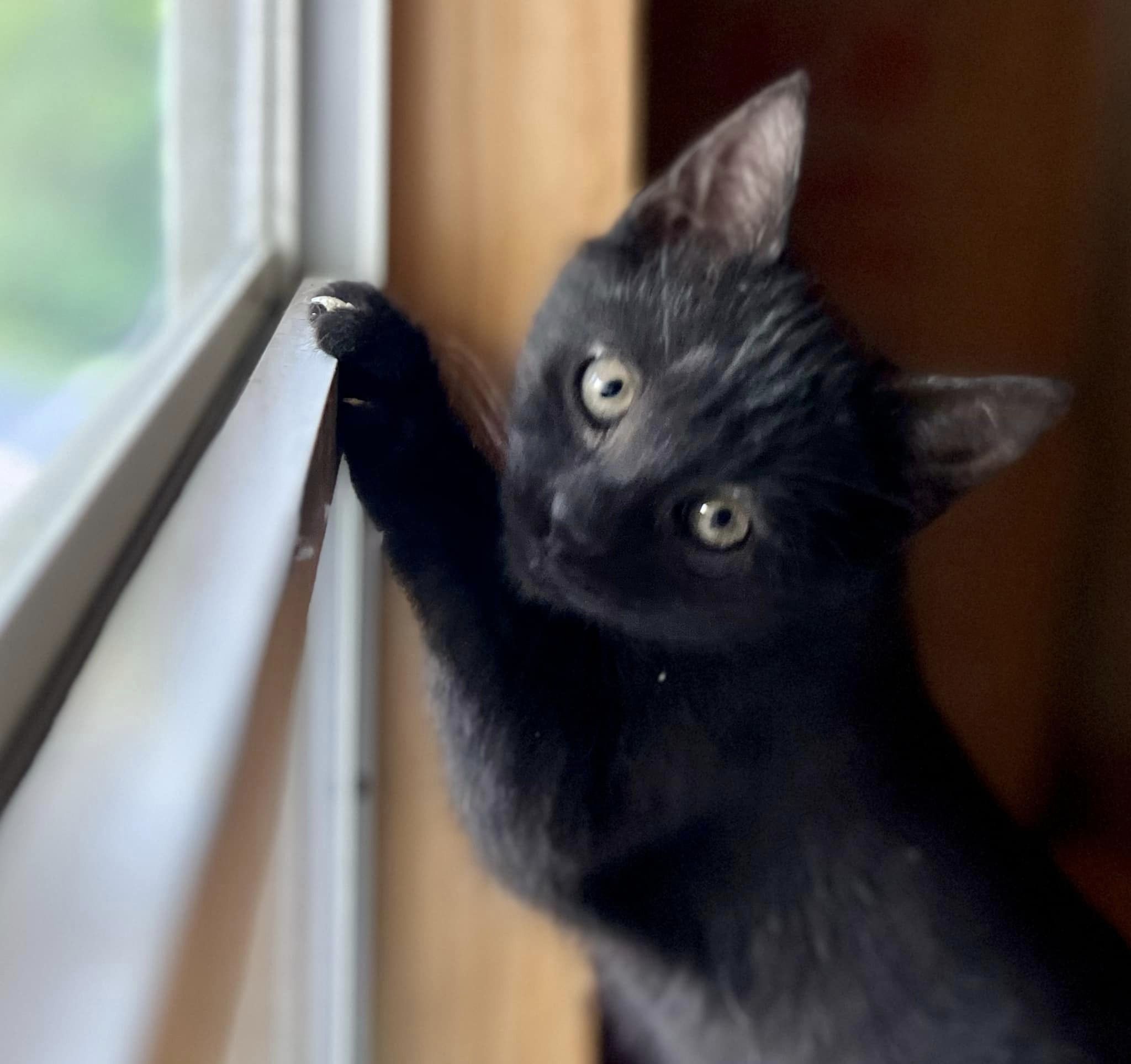 Pepper, Adopted, Kitten Male American Shorthair.