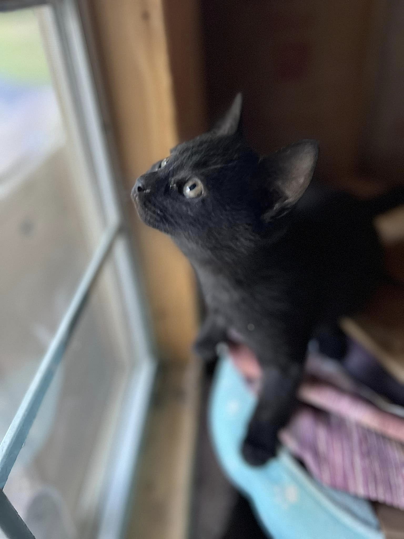 Pepper, a Adopted American Shorthair in Rixeyville, VA image 2/4