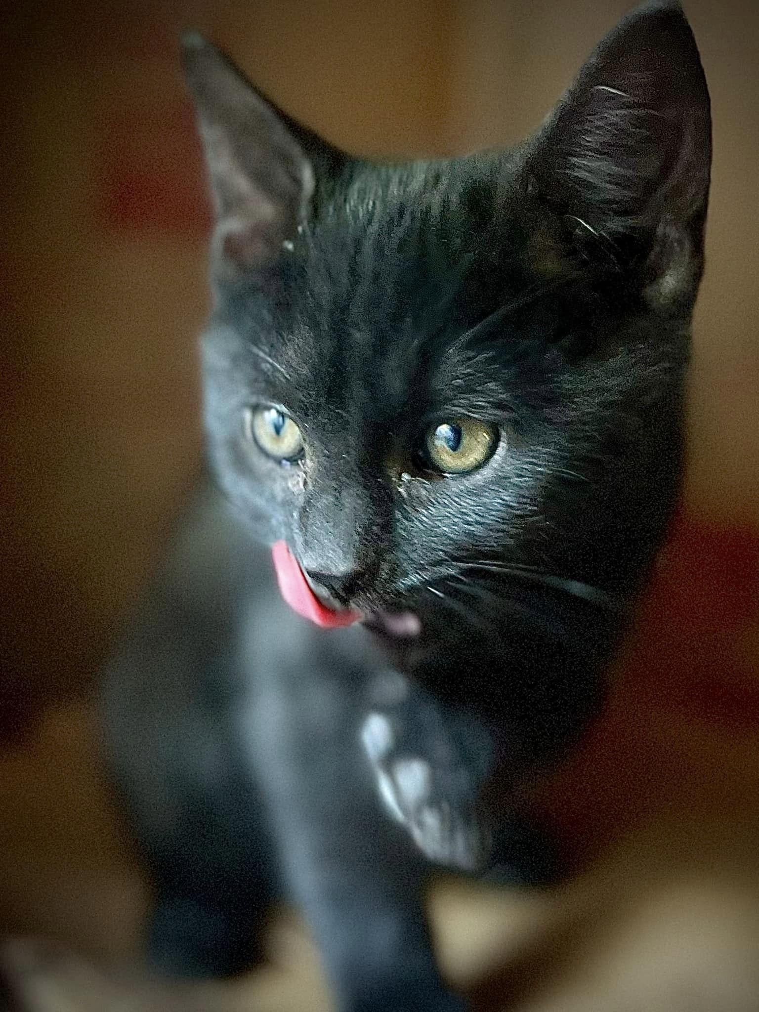 Pepper, a Adopted American Shorthair in Rixeyville, VA image 3/4