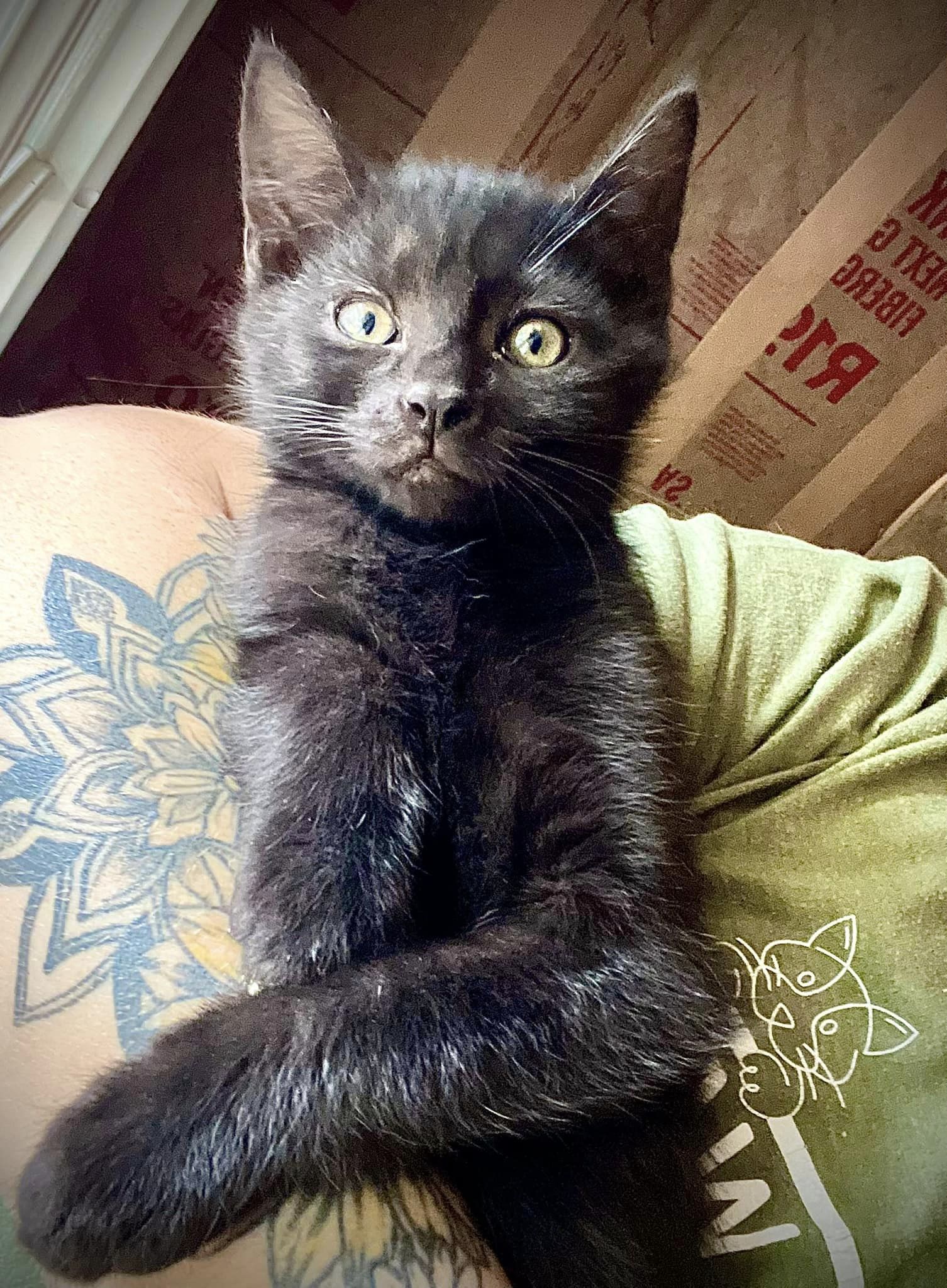 Pepper, a Adopted American Shorthair in Rixeyville, VA image 4/4