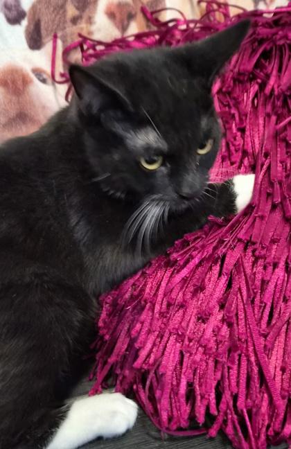 Cinnamon @ Petsmart thumbnail 2