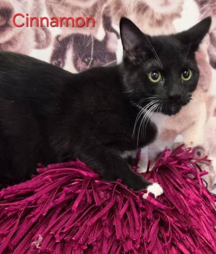 Cinnamon @ Petsmart thumbnail 3