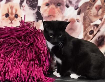 Cinnamon @ Petsmart thumbnail 4