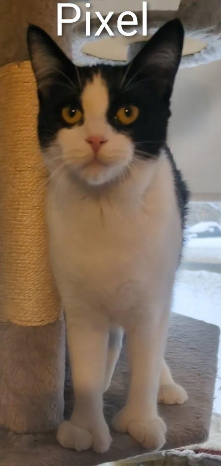 Enlarge Pixel , a ADOPTABLE Extra-Toes Cat / Hemingway Polydactyl in Mears, MI image 1/4