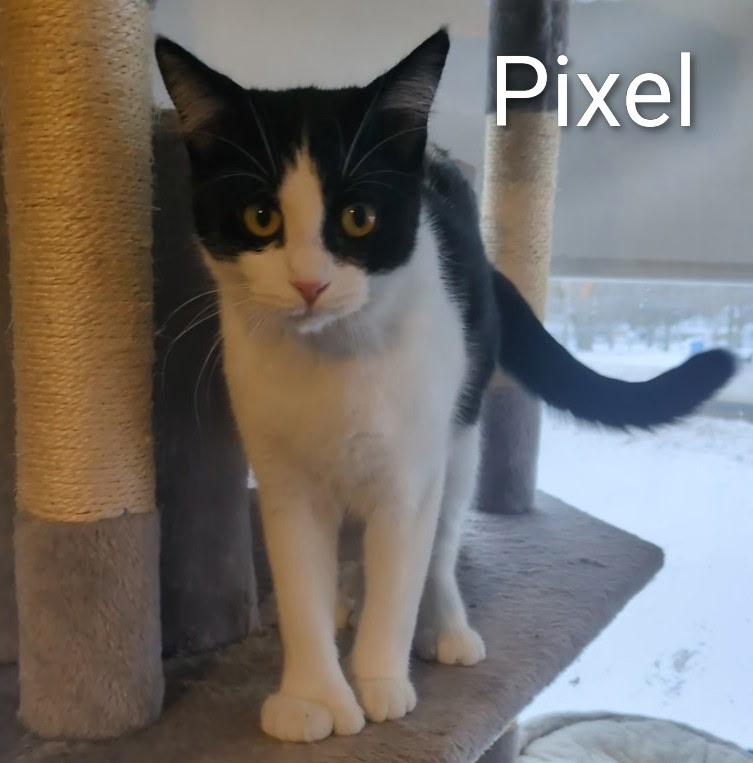Enlarge Pixel , a ADOPTABLE Extra-Toes Cat / Hemingway Polydactyl in Mears, MI image 2/4