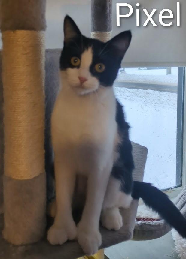 Enlarge Pixel , a ADOPTABLE Extra-Toes Cat / Hemingway Polydactyl in Mears, MI image 3/4