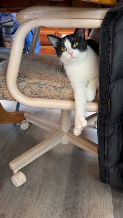 Enlarge Pixel , a ADOPTABLE Extra-Toes Cat / Hemingway Polydactyl in Mears, MI video 4/4