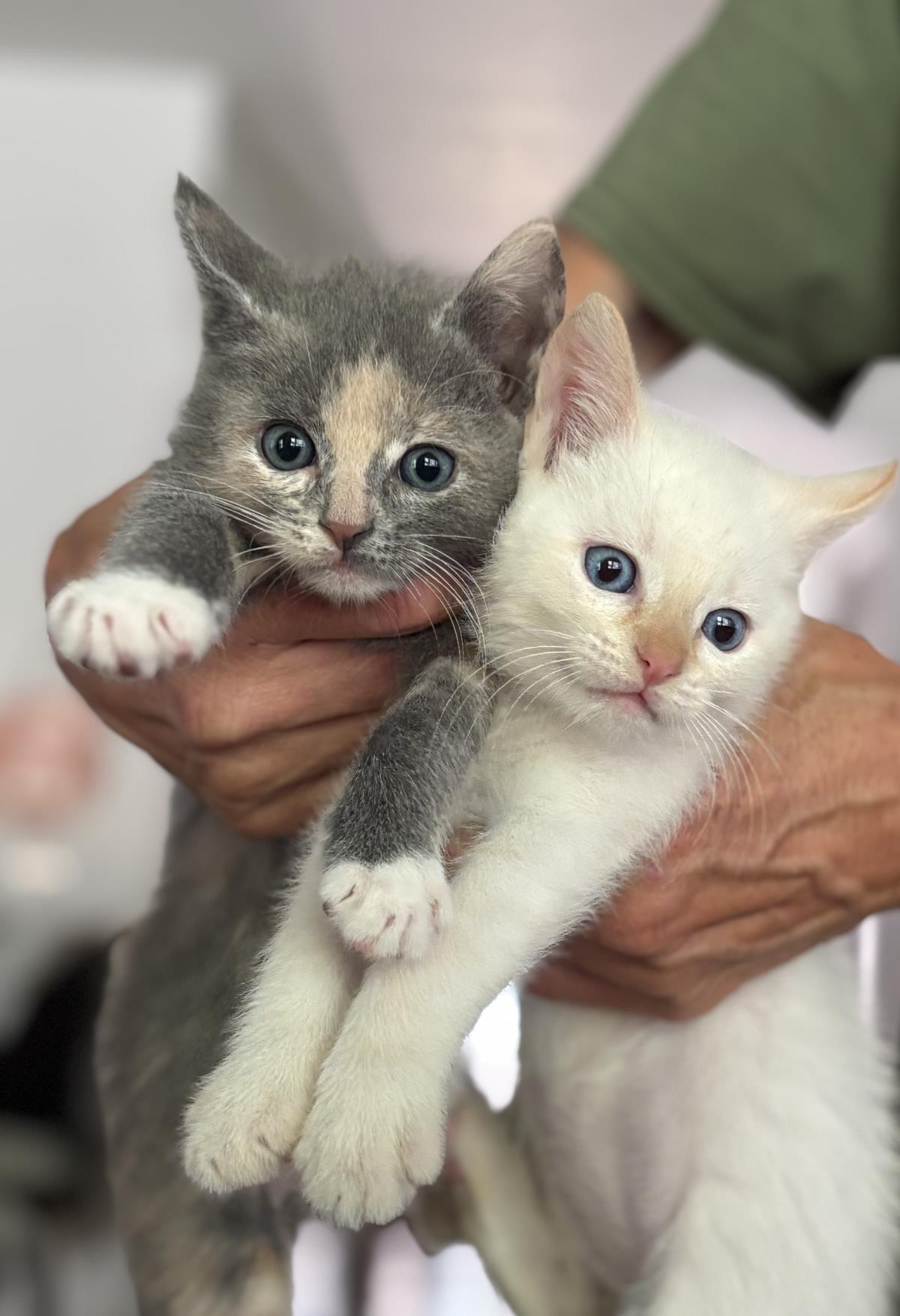 Gracie (UCD), Adoptable, Kitten Female Domestic Short Hair.