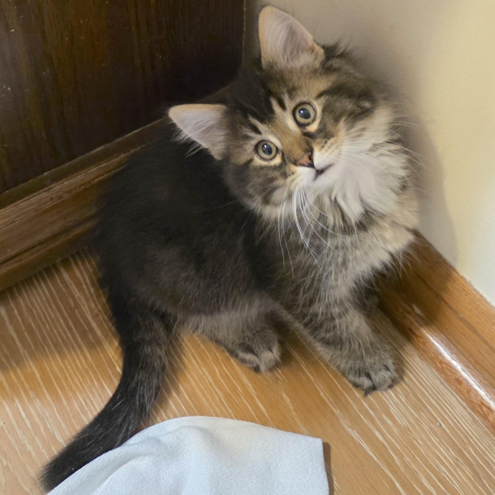 Commander Fluff, an adopted Domestic Medium Hair in Rochester, MN image 1/3