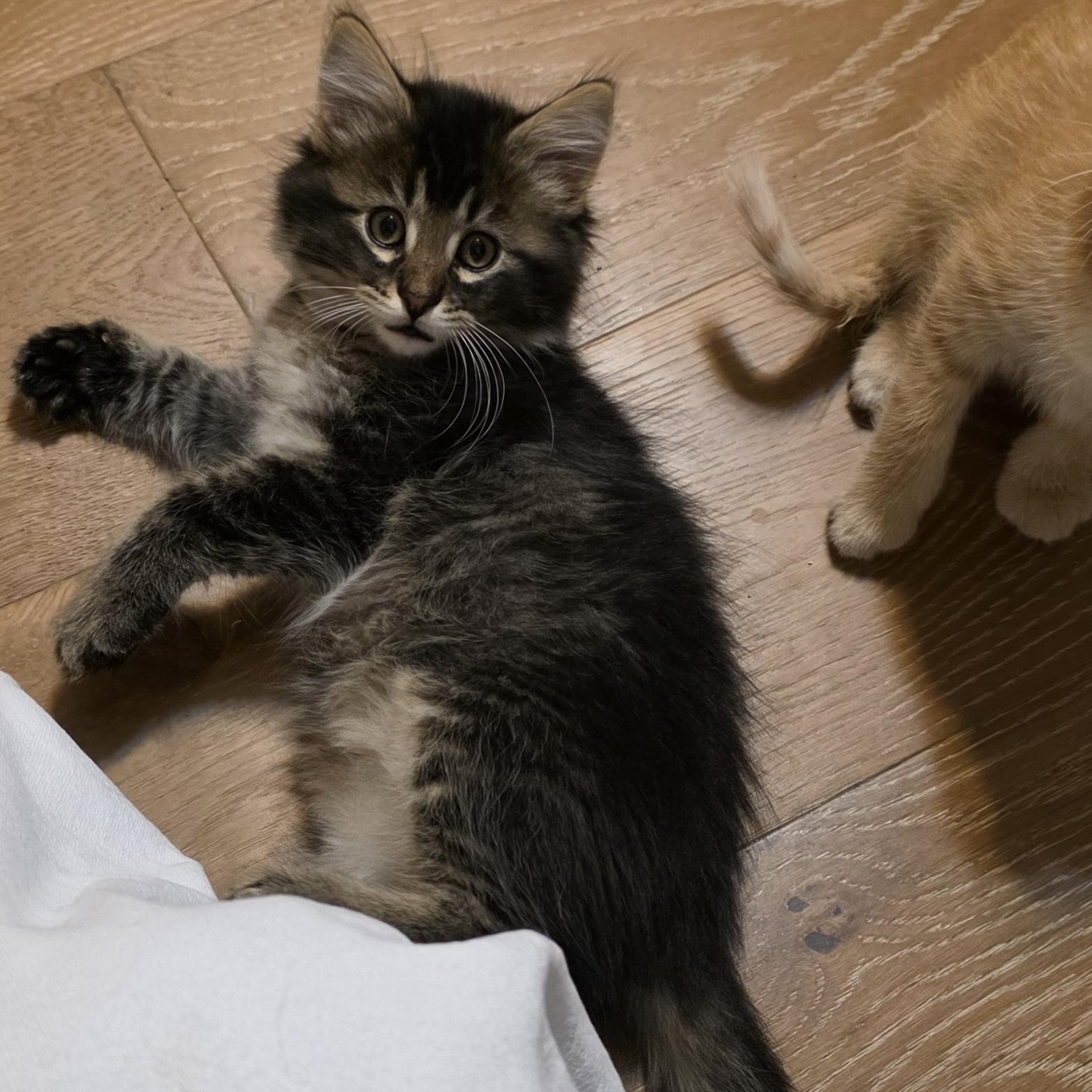 Commander Fluff, an adopted Domestic Medium Hair in Rochester, MN image 2/3