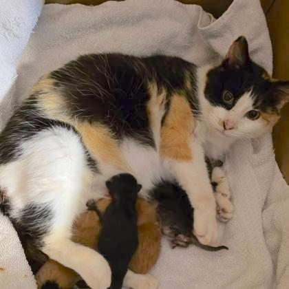 Commander Fluff, an adopted Domestic Medium Hair in Rochester, MN image 3/3