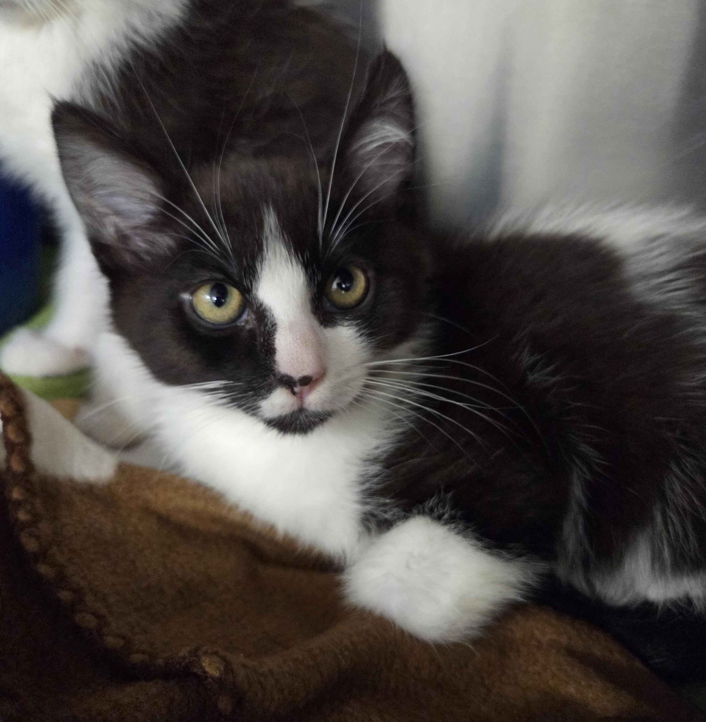 Brock, Adoptable, Kitten Male Domestic Medium Hair.