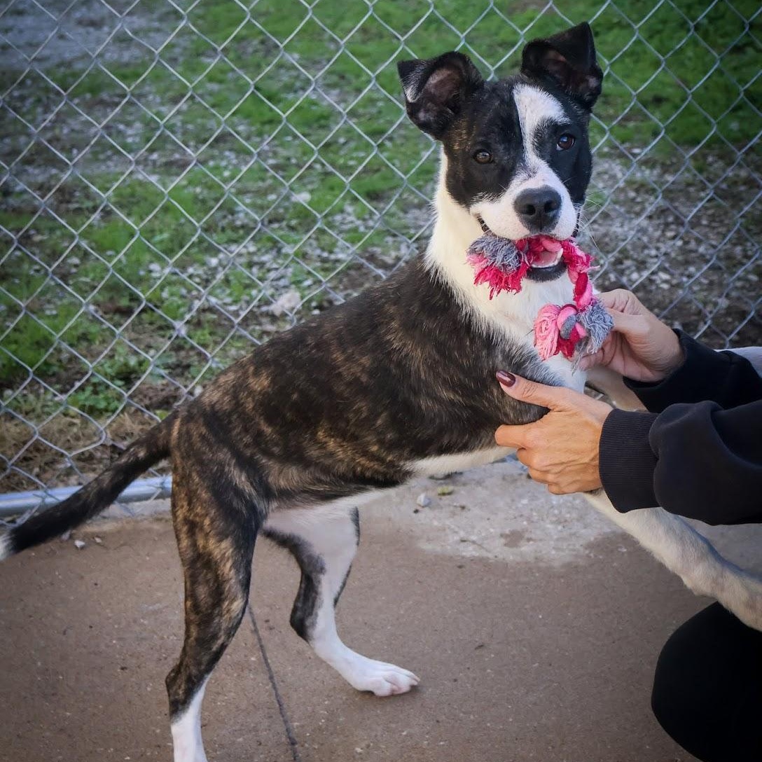 Enlarge Athena, an adopted Terrier in Hollister, MO image 2/5