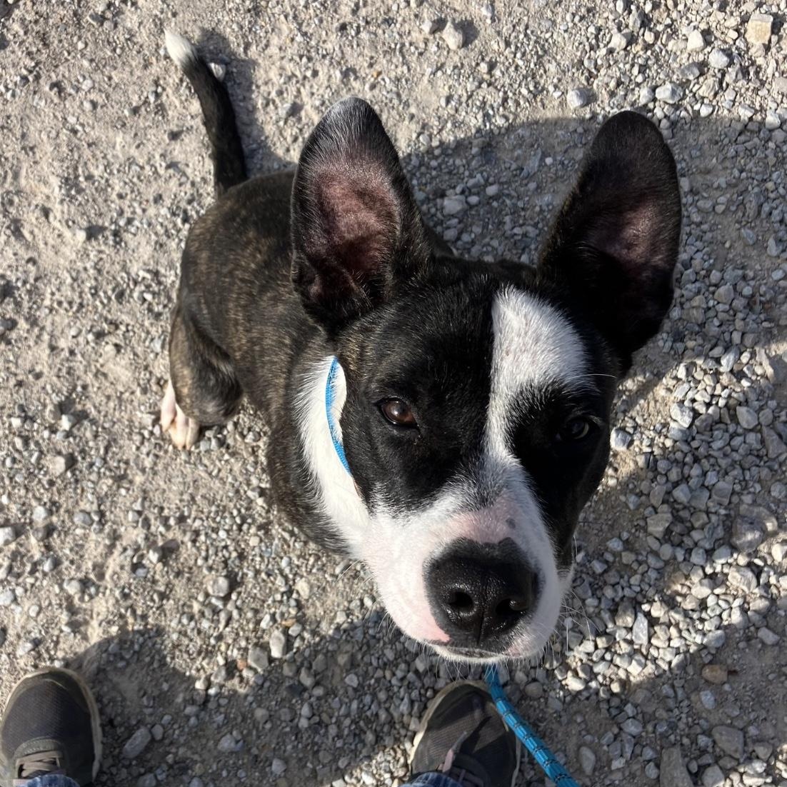 Enlarge Athena, an adopted Terrier in Hollister, MO image 1/5