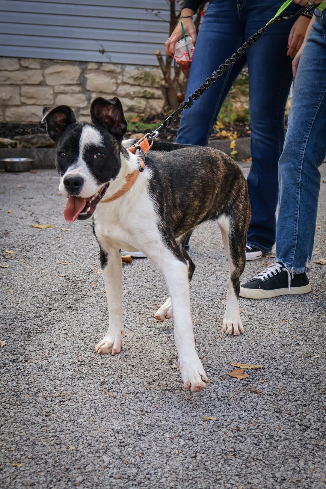 Enlarge Athena, an adopted Terrier in Hollister, MO image 3/5