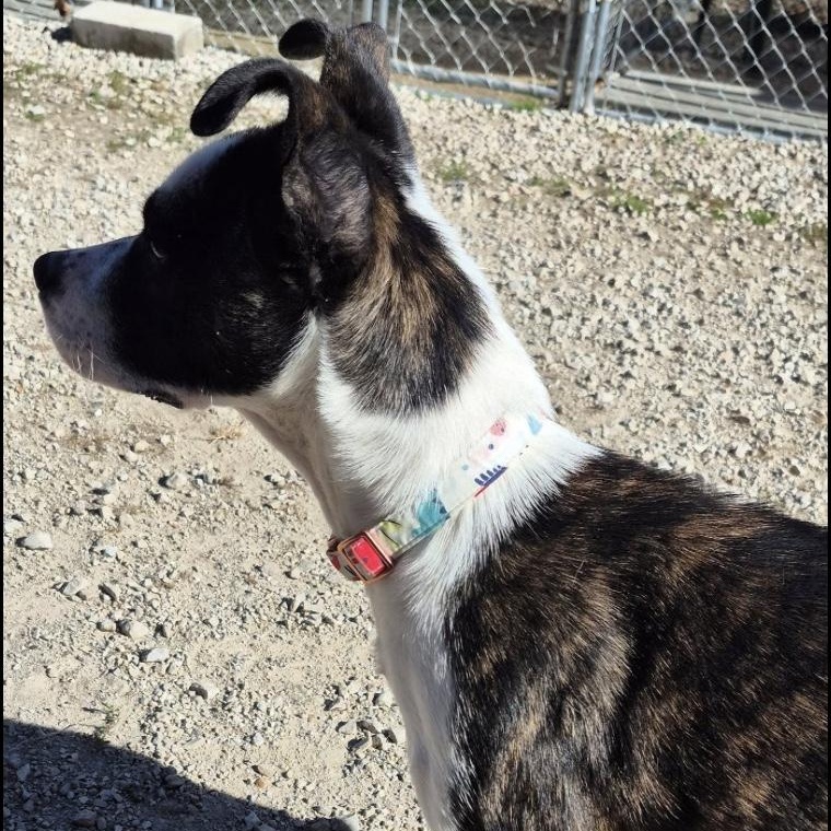 Enlarge Athena, an adopted Terrier in Hollister, MO image 5/5