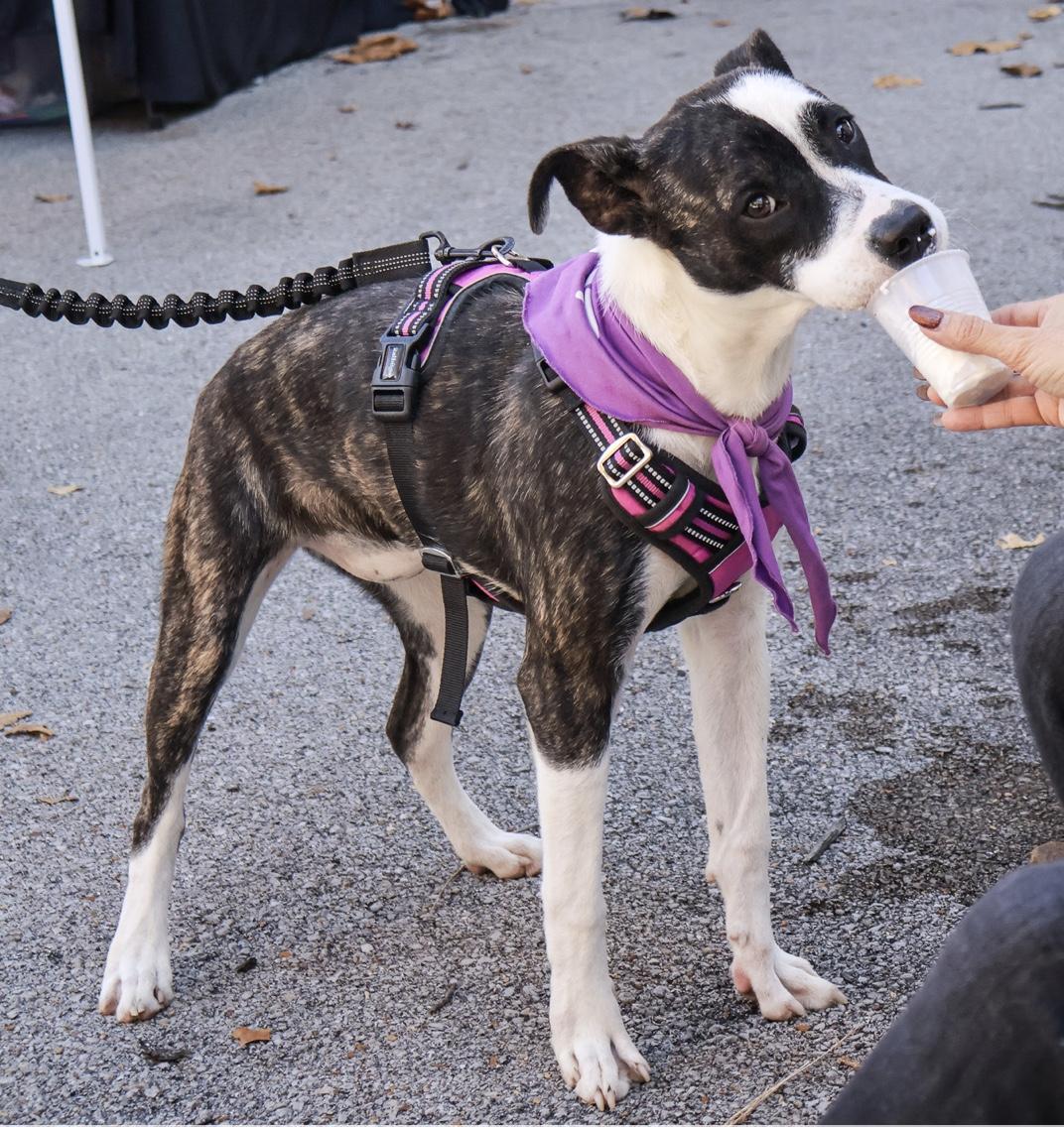 Enlarge Athena, an adopted Terrier in Hollister, MO image 4/5