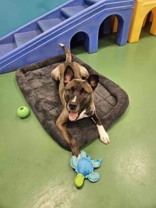 Nikolai, Adoptable, Young Male Belgian Shepherd / Malinois & Mixed Breed.