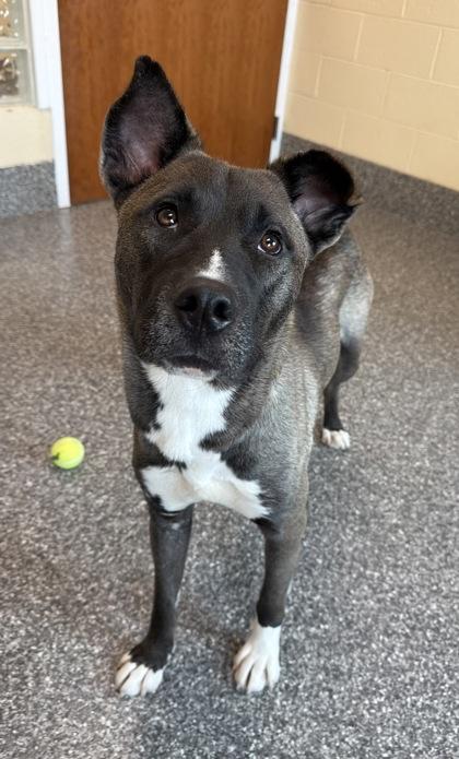 Enlarge Nikolai, a Adoptable mixed breed in Westland, MI image 2/3