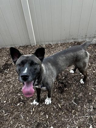 Enlarge Nikolai, a Adoptable mixed breed in Westland, MI image 3/3