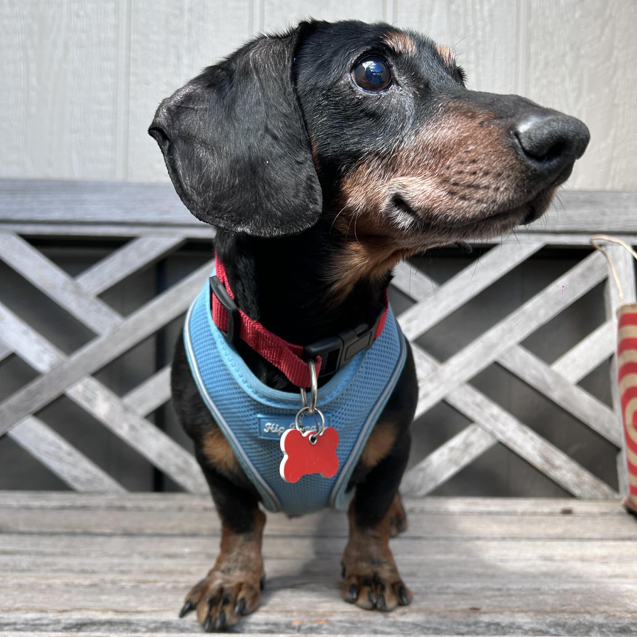 Enlarge Sage, a ADOPTABLE Dachshund in Boulder, CO image 4/6
