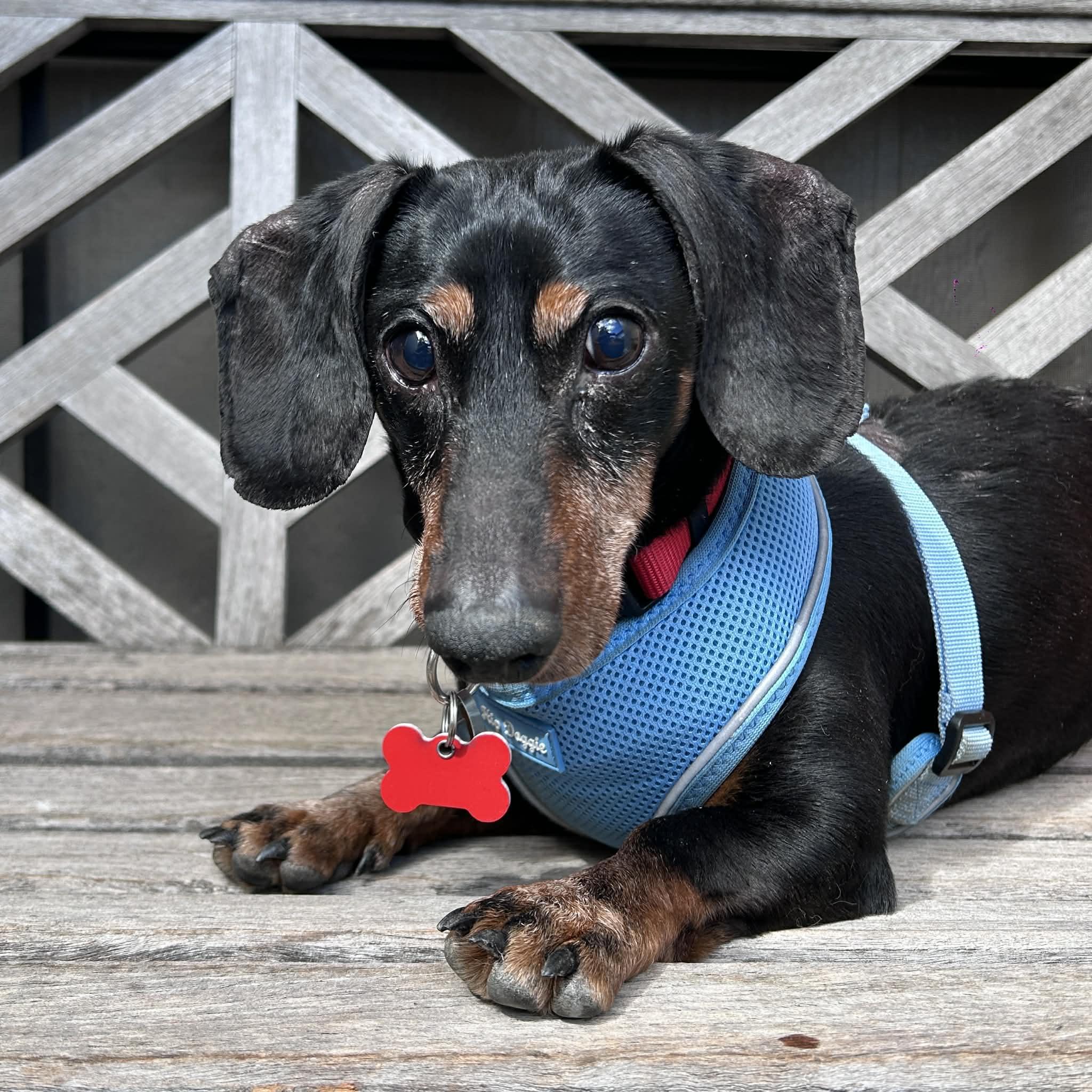 Enlarge Sage, a ADOPTABLE Dachshund in Boulder, CO image 5/6