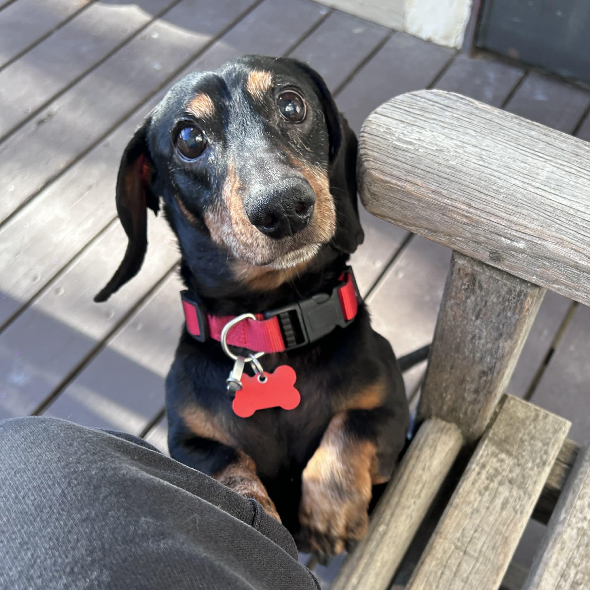 Sage, ADOPTABLE, Senior Male Dachshund.