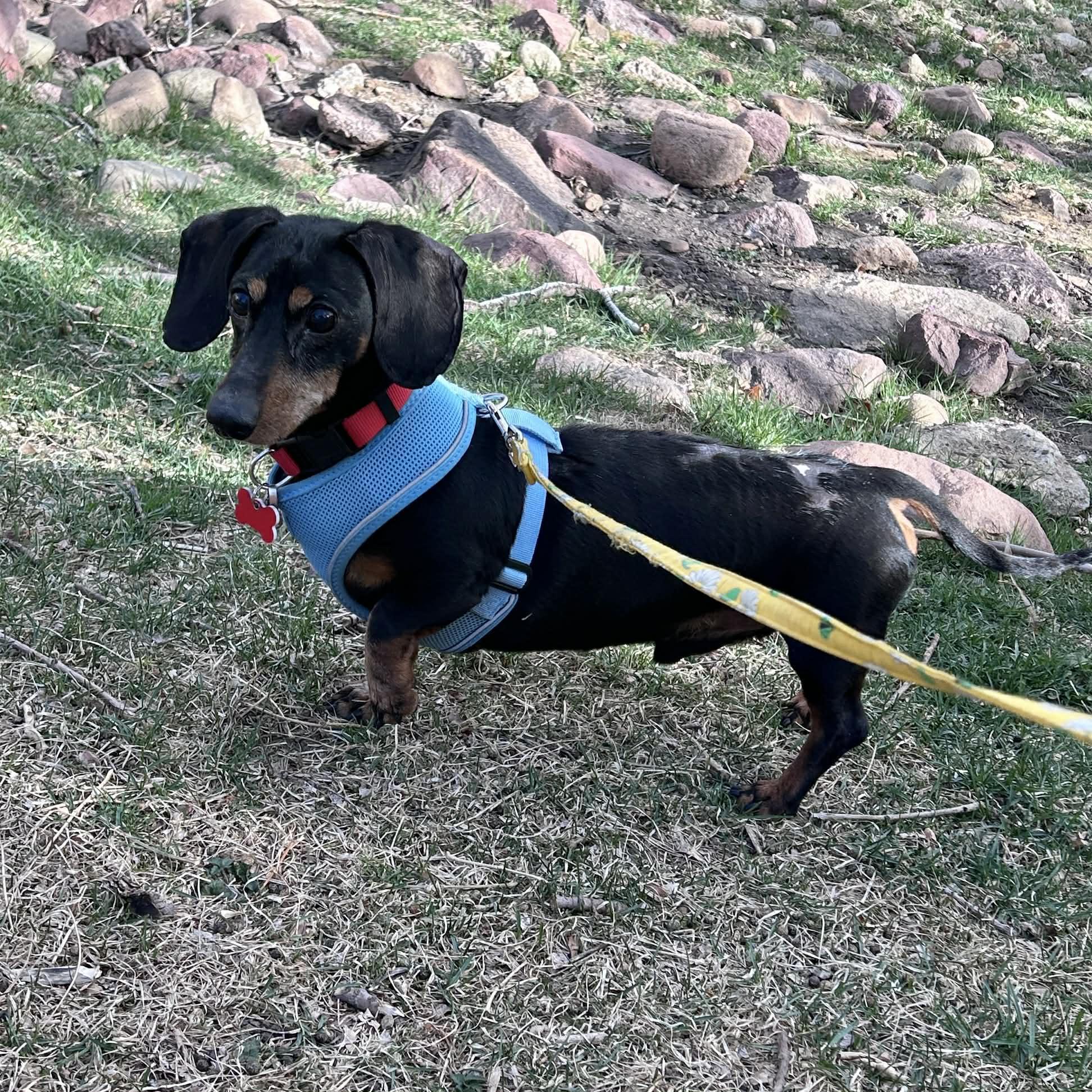 Enlarge Sage, a ADOPTABLE Dachshund in Boulder, CO image 3/6