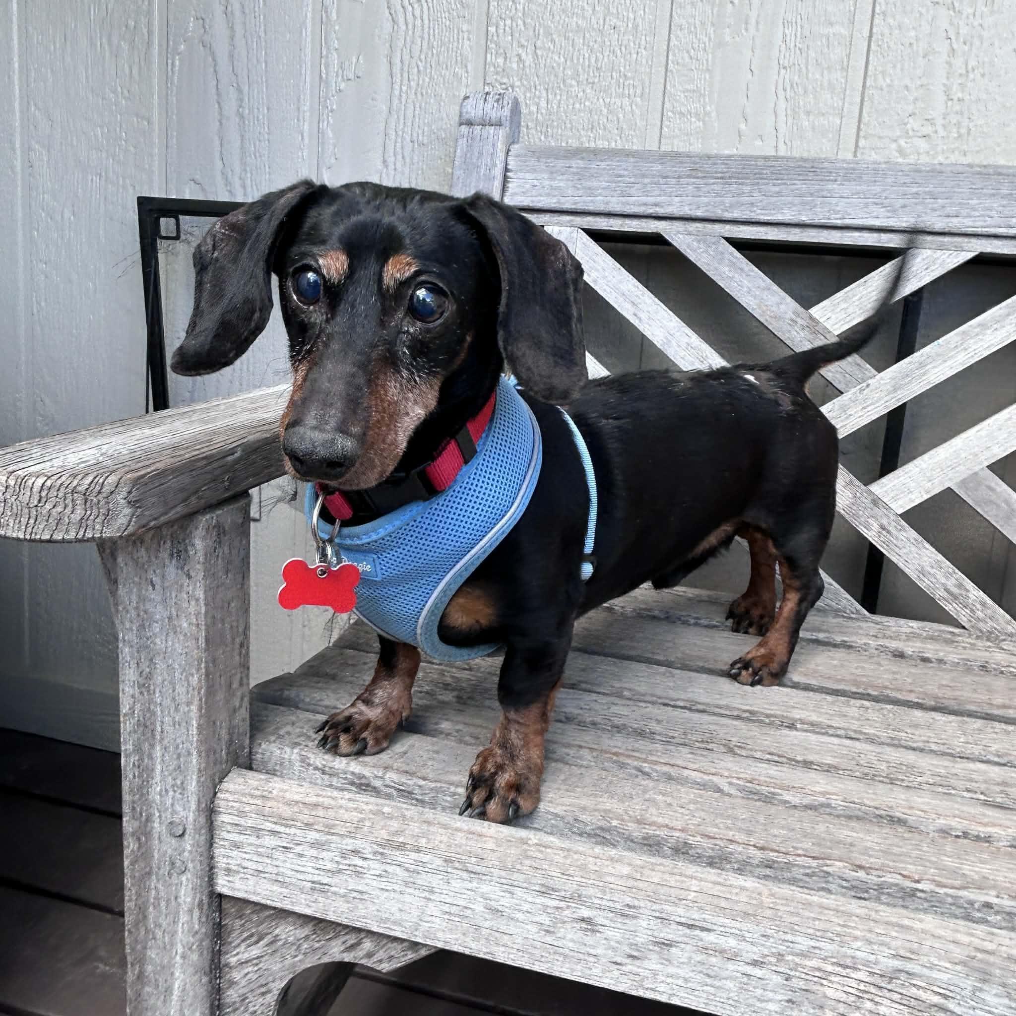 Enlarge Sage, a ADOPTABLE Dachshund in Boulder, CO image 2/6