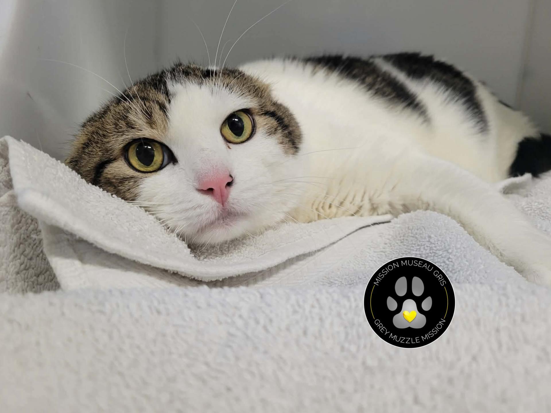 Enlarge Schtroumf, a ADOPTABLE Domestic Short Hair in Delson, QC image 1/1