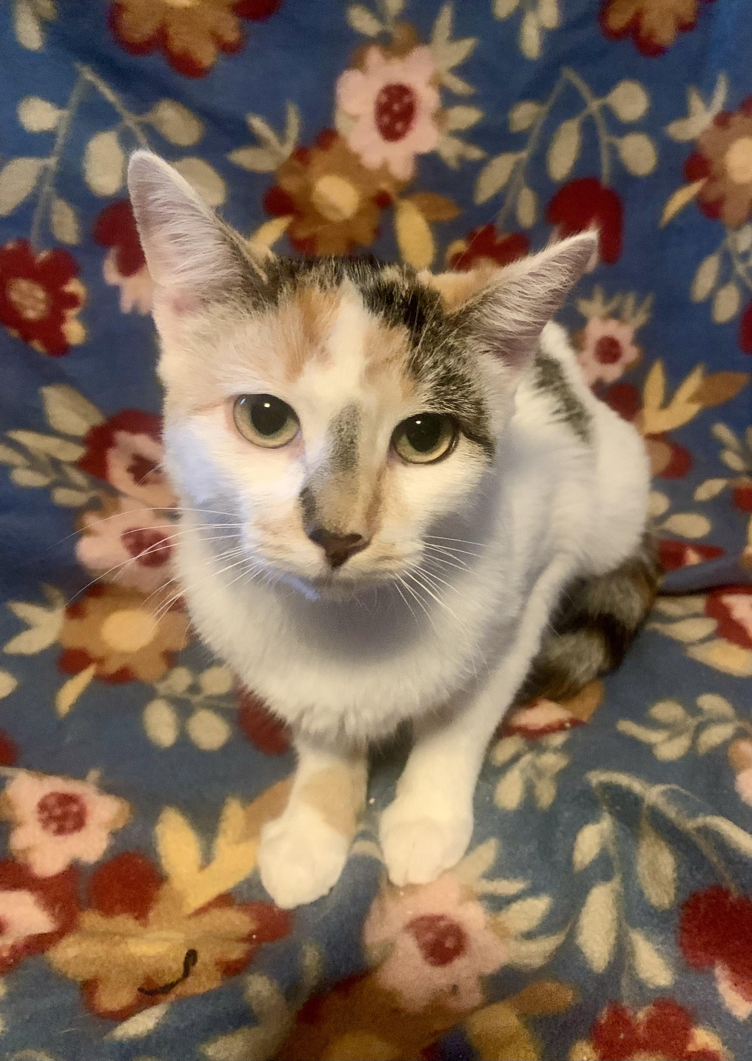 Autumn, a Adoptable mixed breed in San Jose, CA image 1/2