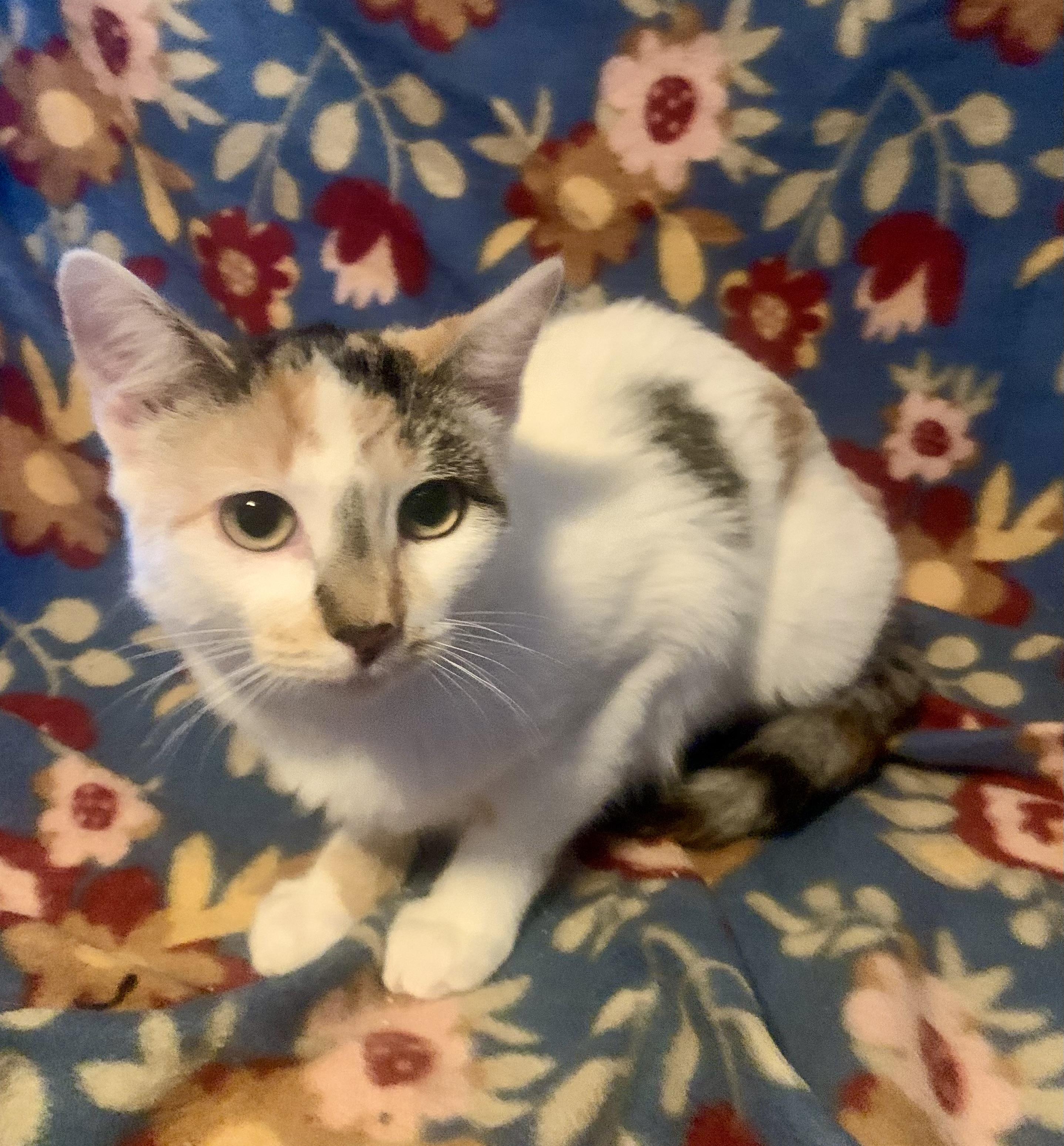 Autumn, a Adoptable mixed breed in San Jose, CA image 2/2