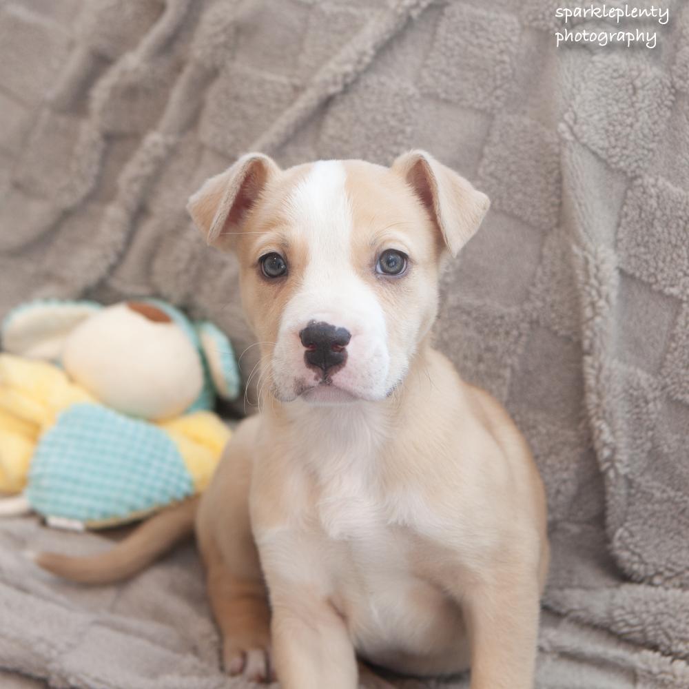 Enlarge Beanie, an adopted Mixed Breed in Ridgefield, CT image 1/4