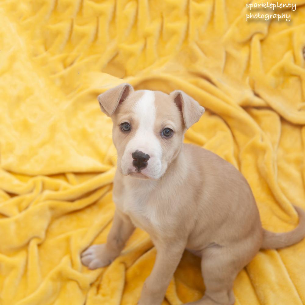 Enlarge Beanie, an adopted Mixed Breed in Ridgefield, CT image 2/4