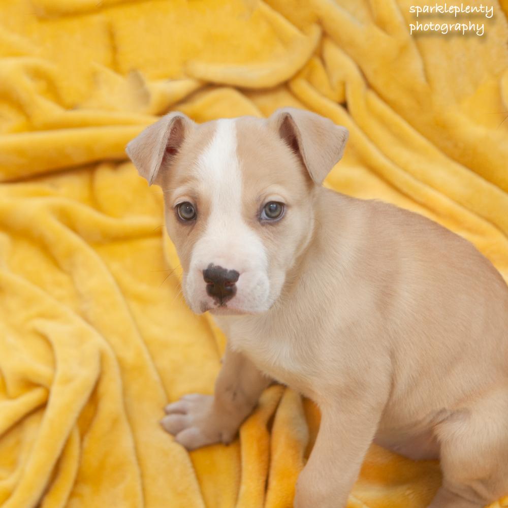 Enlarge Beanie, an adopted Mixed Breed in Ridgefield, CT image 3/4