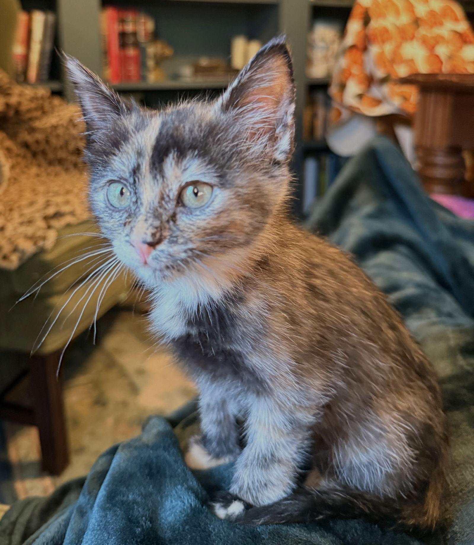 Gumdrop, Adoptable, Kitten Female Domestic Short Hair.