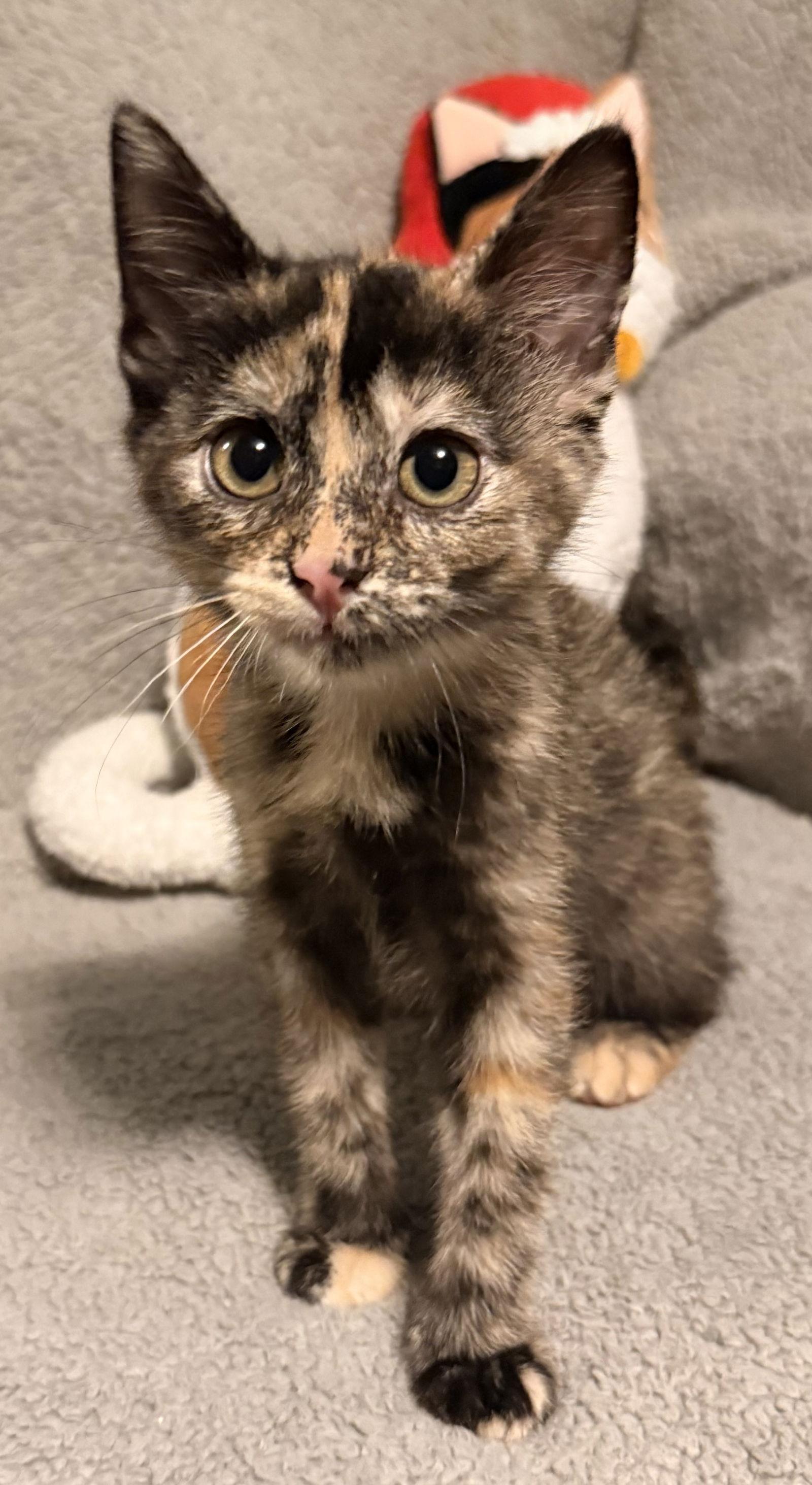 Enlarge Gumdrop, a Adoptable Domestic Short Hair in Shawnee, KS image 2/2