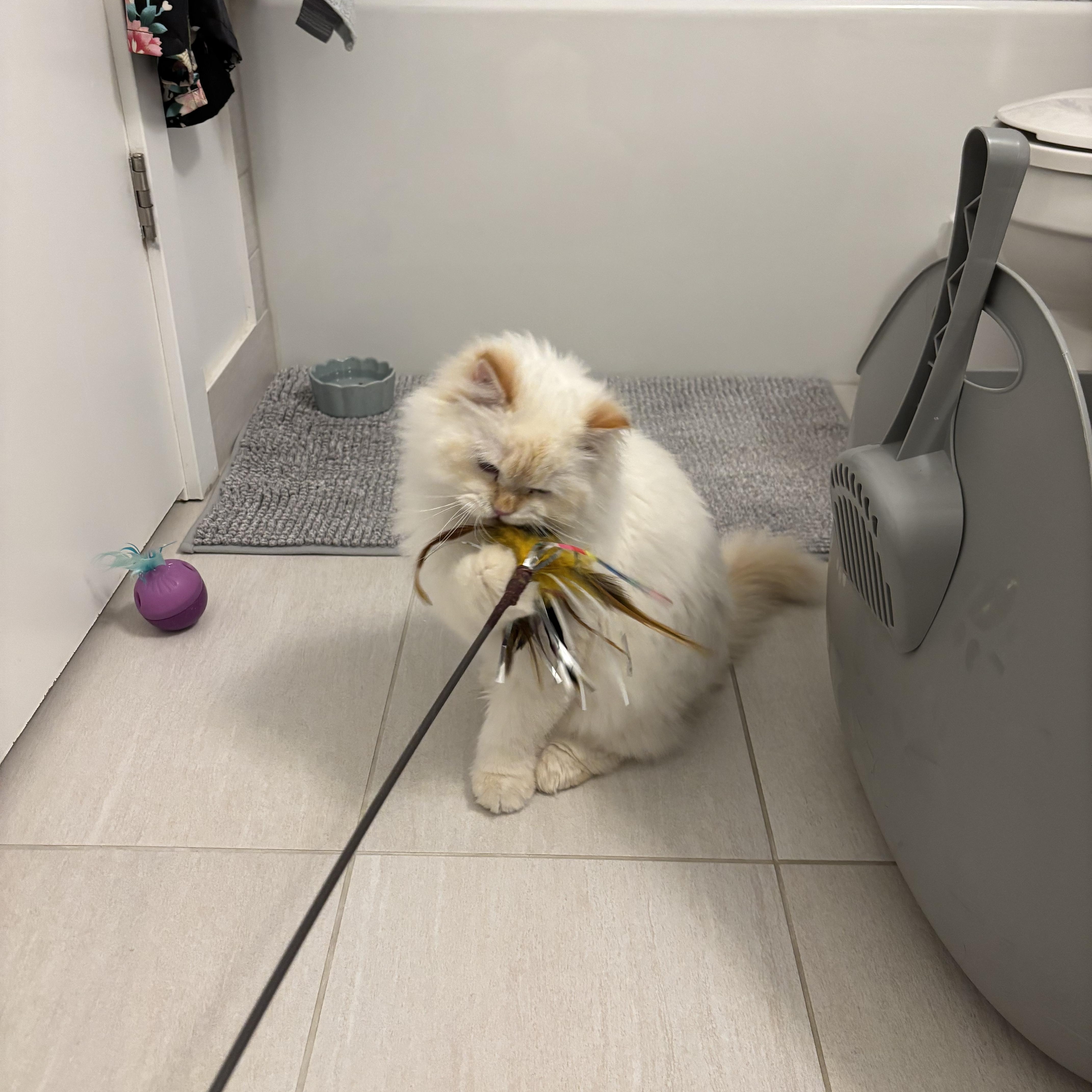 Enlarge Pasha, an adopted Ragdoll in Newmarket, ON image 3/6