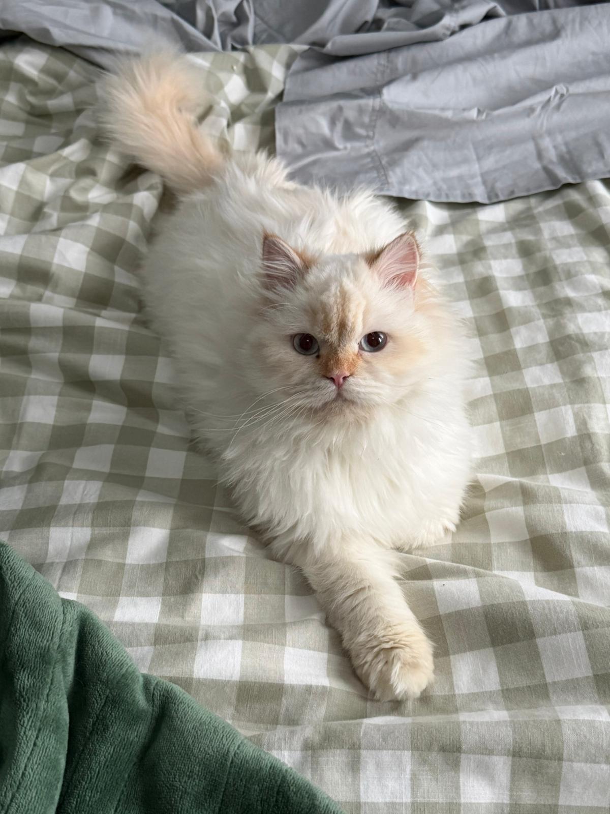 Enlarge Pasha, an adopted Ragdoll in Newmarket, ON image 1/6