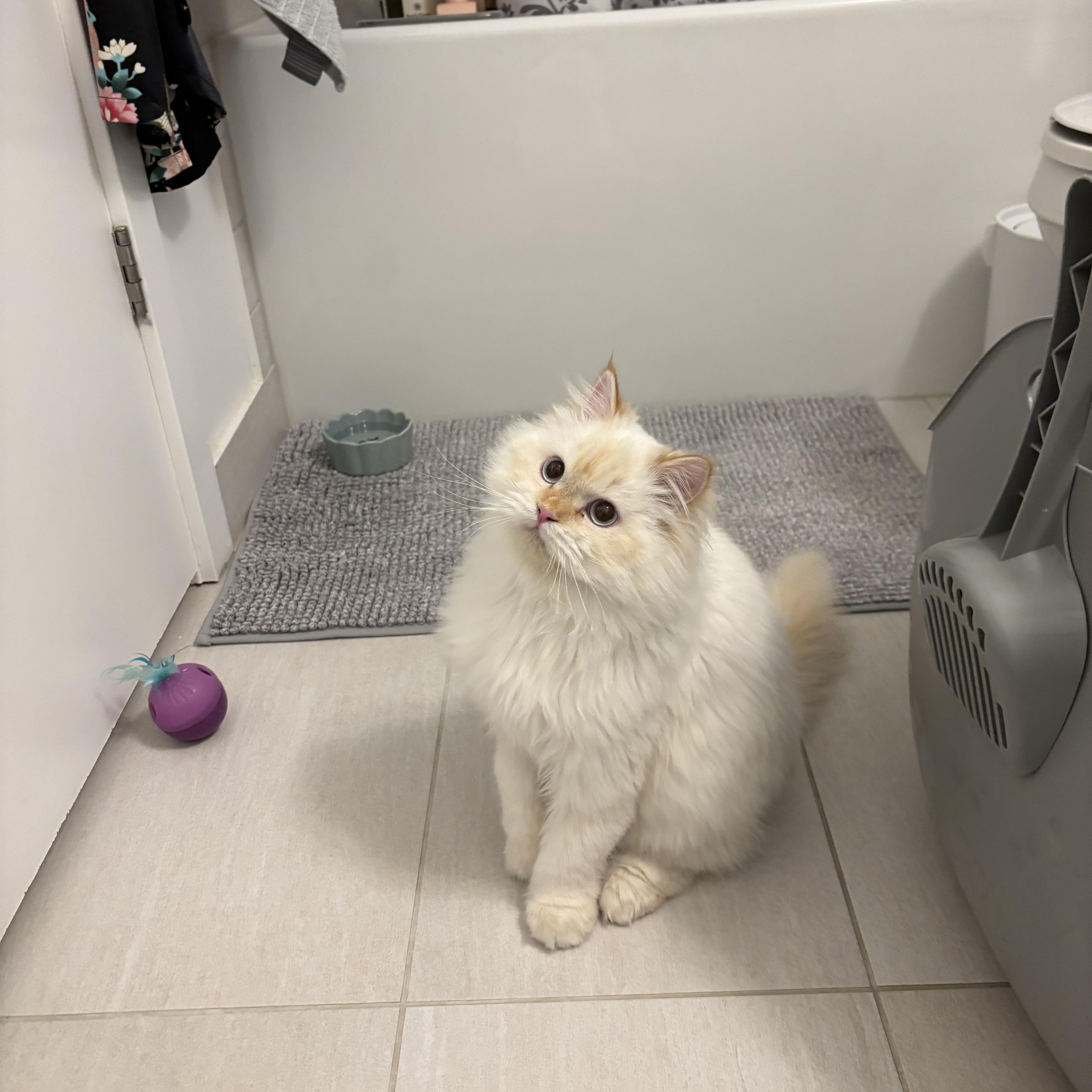 Enlarge Pasha, an adopted Ragdoll in Newmarket, ON image 2/6