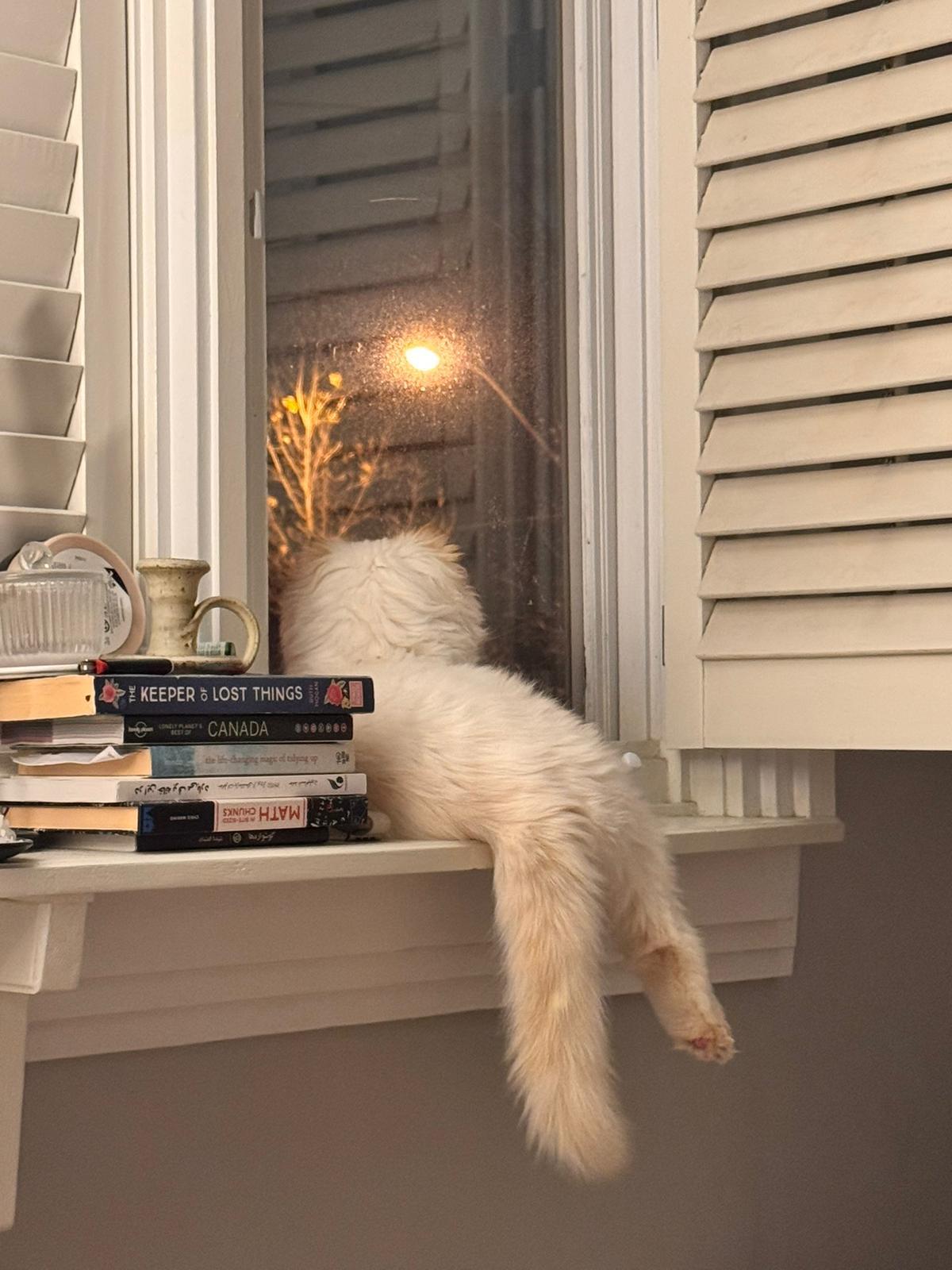 Enlarge Pasha, an adopted Ragdoll in Newmarket, ON image 5/6