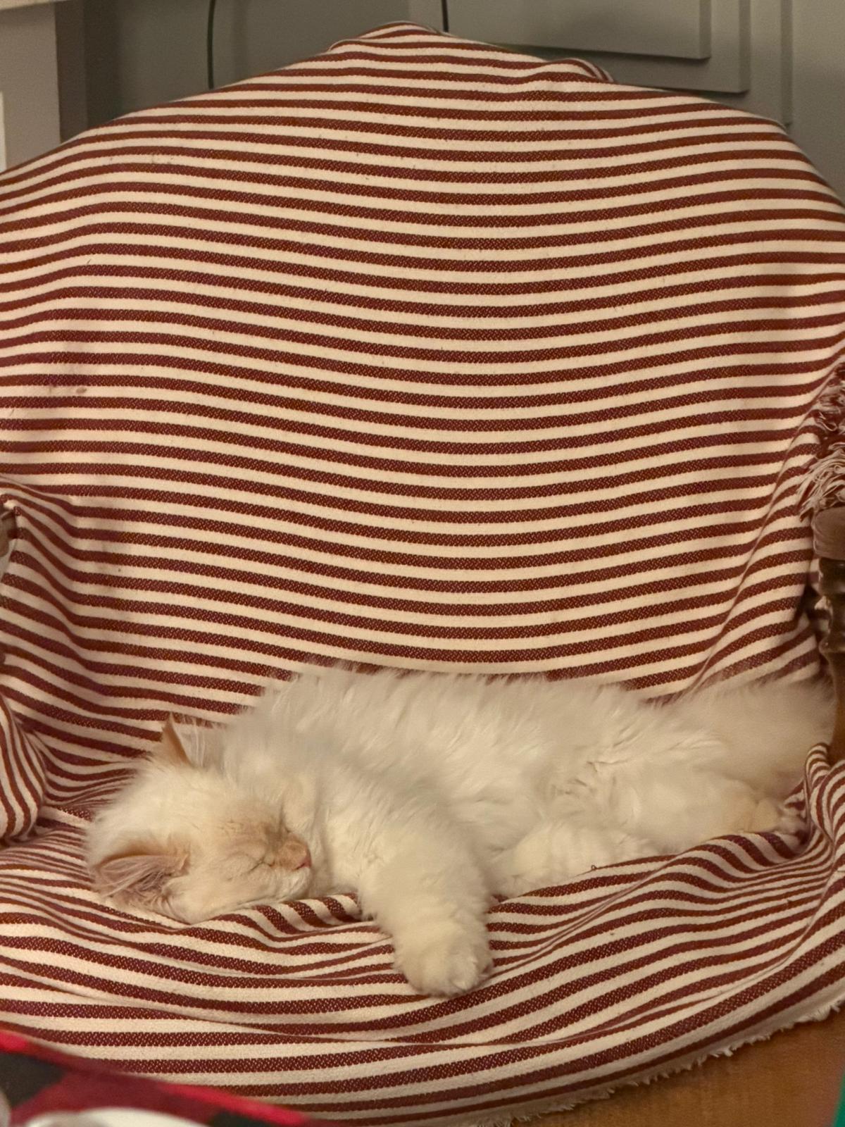 Enlarge Pasha, an adopted Ragdoll in Newmarket, ON image 6/6